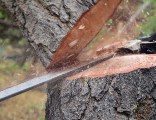 How to Choose a Tree Service