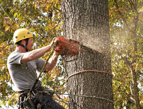 How Do You Know It’s Time to Trim Trees?